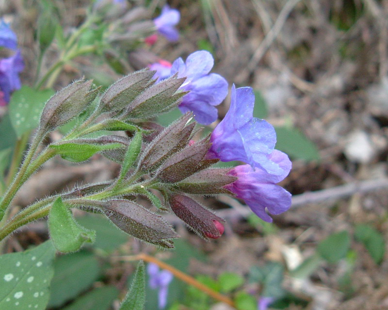 Pulmonaria officinalis / Polmonaria maggiore